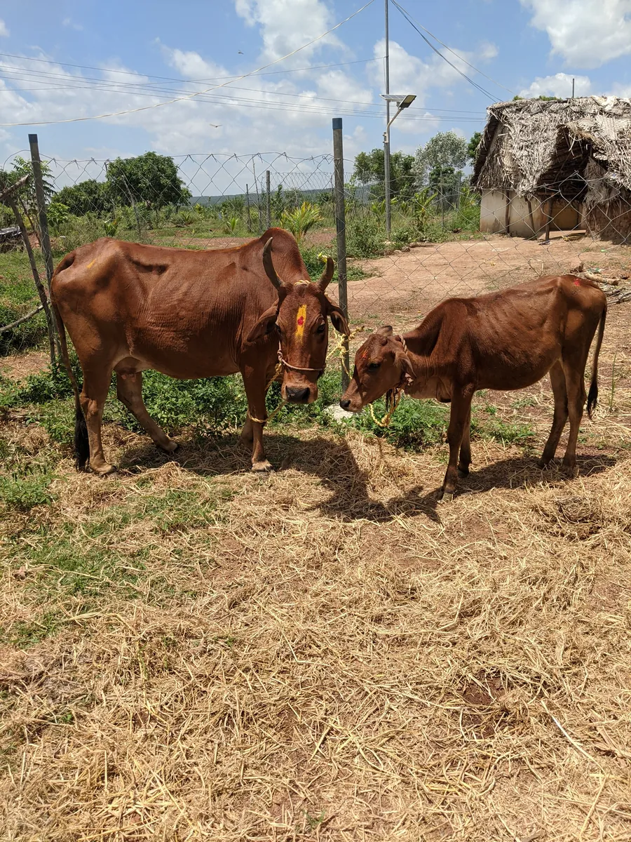 Traditional Paddy & Organic Pulses Harvest