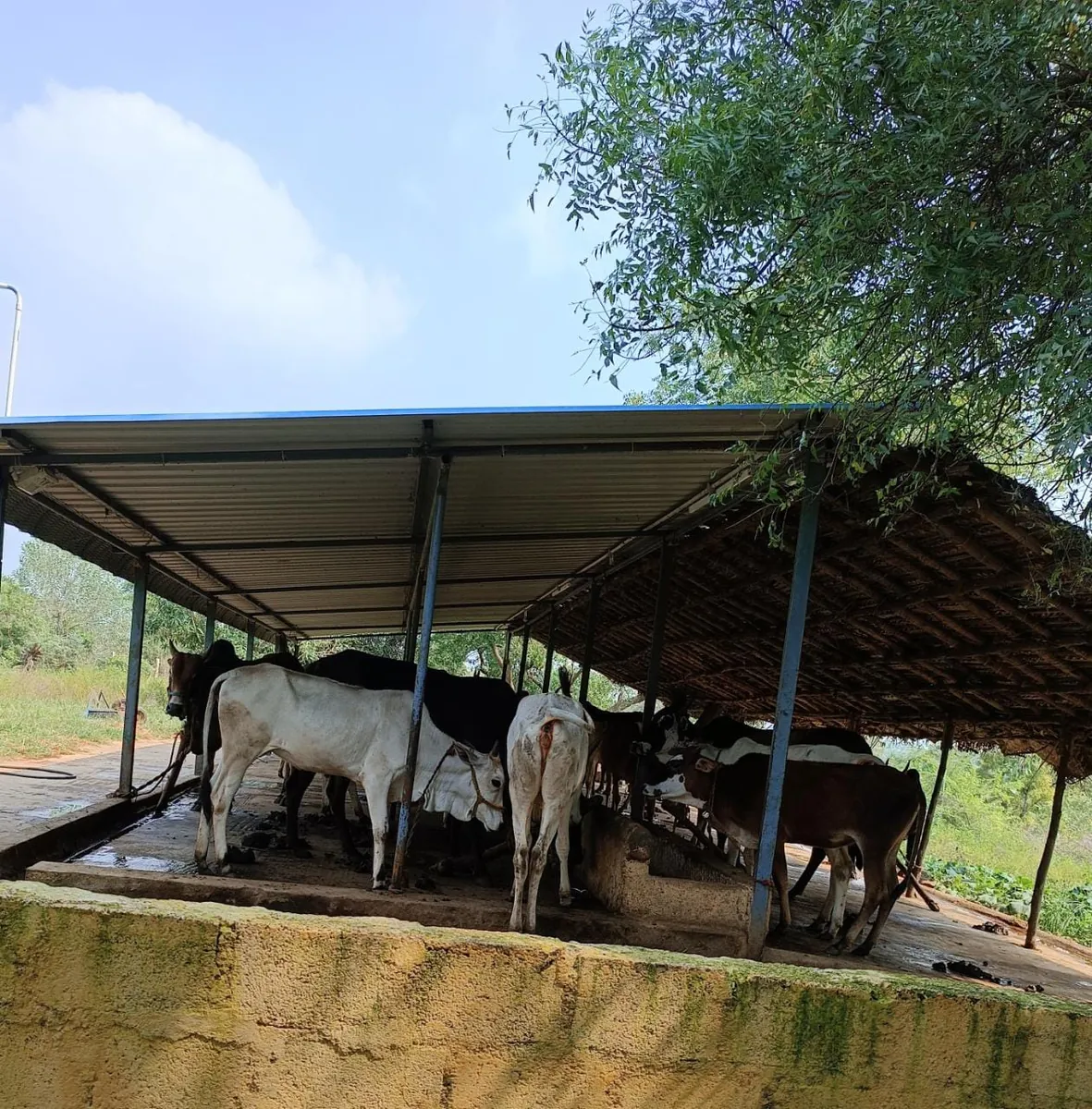 Native Hallikar Cow with Calf